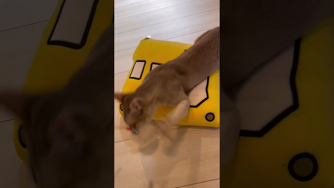 マリオ ？ブロック押しまくり！ #シンガプーラ