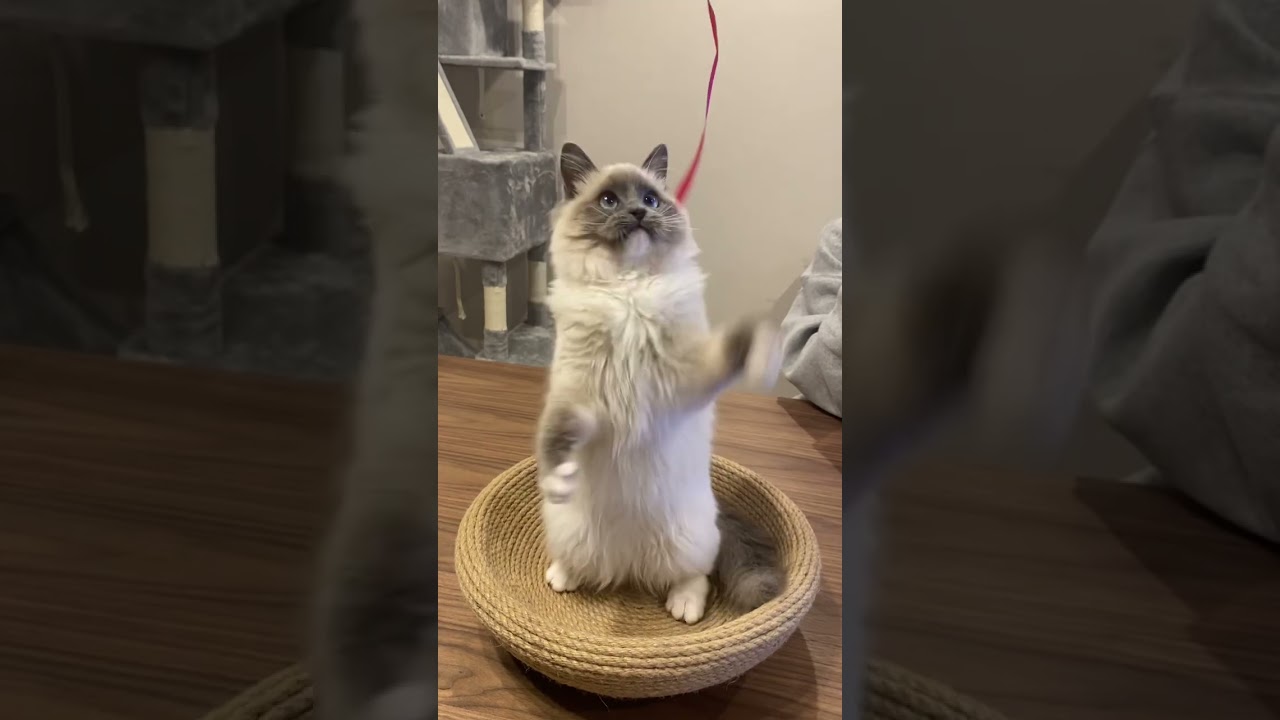 【猫パンチ】猛特訓中です。#ねこ #猫 #ラグドール #shorts