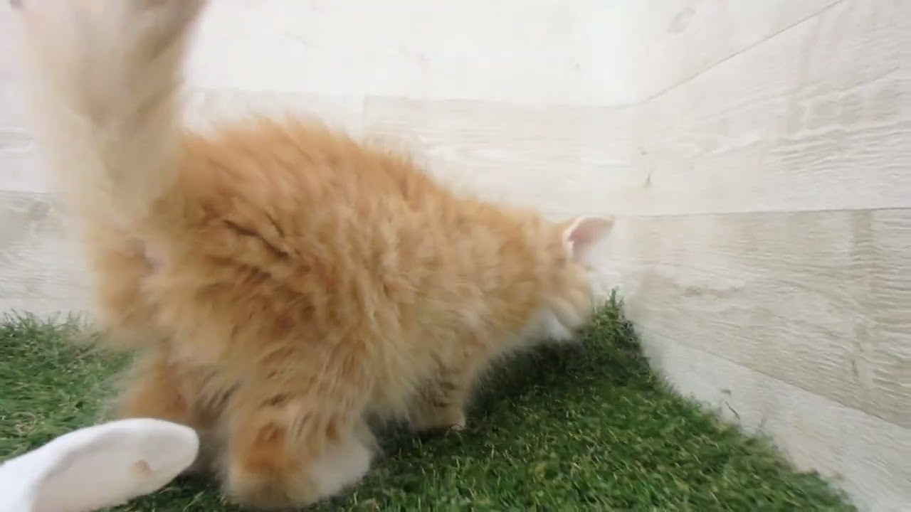 Coo&RIKU　No00629349 ノルウェージャン・フォレストキャット