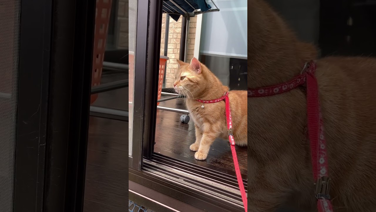 散歩 ねこ おやつタイム 猫草 ご機嫌 アメリカンショートヘアー cat うめ