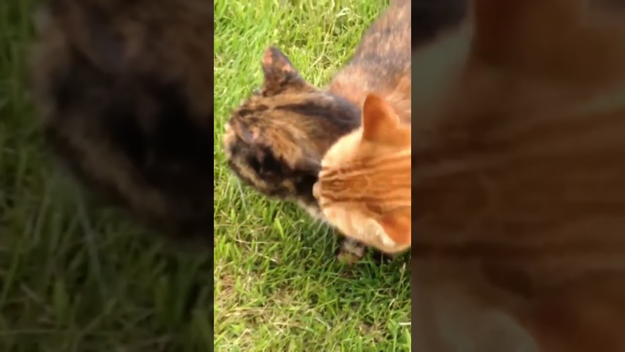 Manx cats playing
