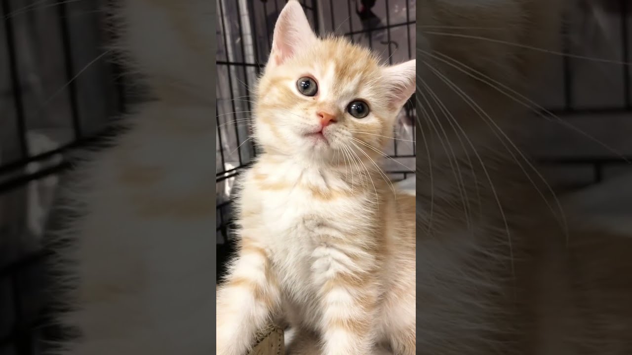 スコティッシュフォールド😸通常販売子猫ちゃん😸