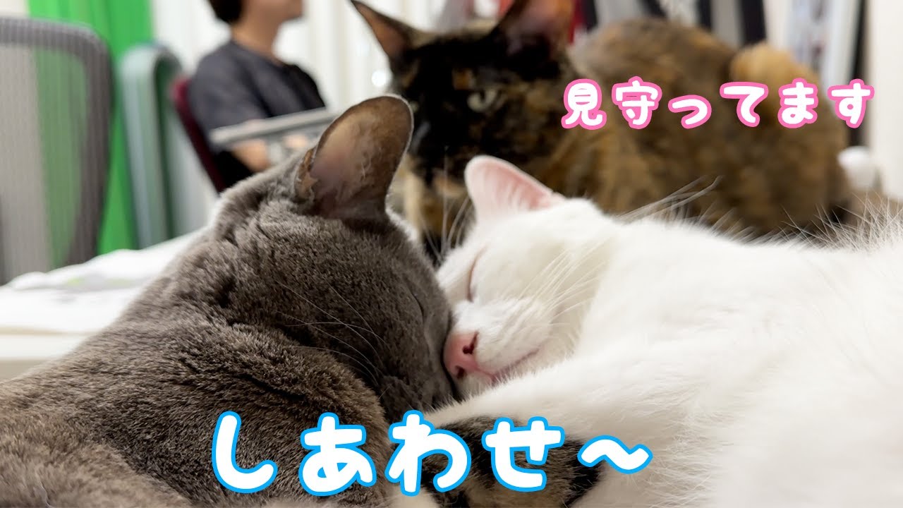 チロハムが腕枕で仲良く寝てるのを見守るモモっち！