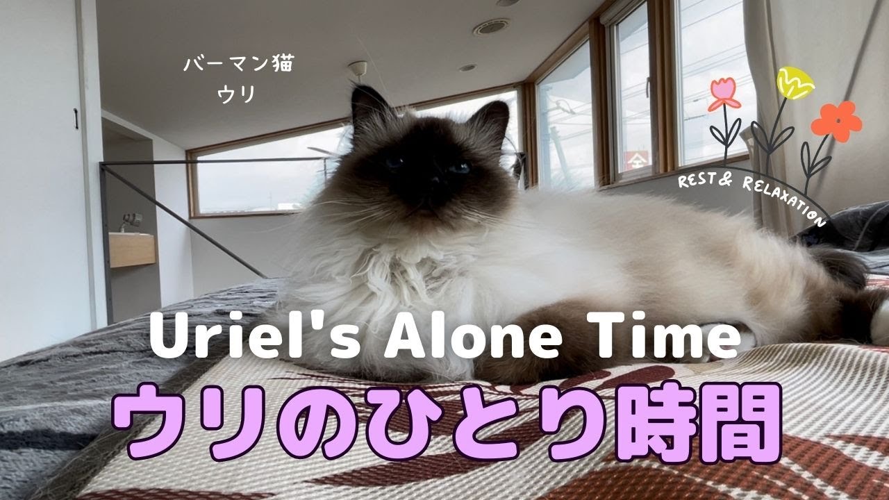 バーマン猫ウリとラフ【ウリのひとり時間】Uriel's Alone Time（バーマン猫）Birman/Cat