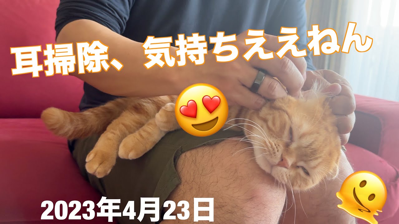 耳掃除がサイコー‼️なスコティッシュフォールド「すず」：2023.04.23 #耳掃除 #スコティッシュフォールド #猫