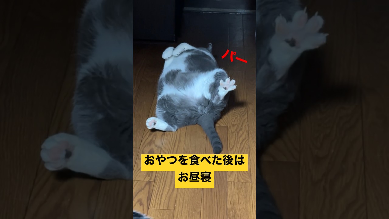 トト○居たもん#shorts #cat #ブリティッシュショートヘア 【cat sleeping on the floor】