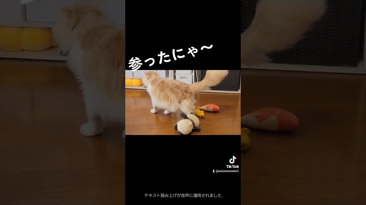優柔不断な猫 #ラガマフィン #猫動画 #cat #子猫 #shorts