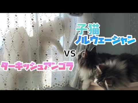 【どいてっ！】ノルウェージャン子猫兄弟VSターキッシュアンゴラ