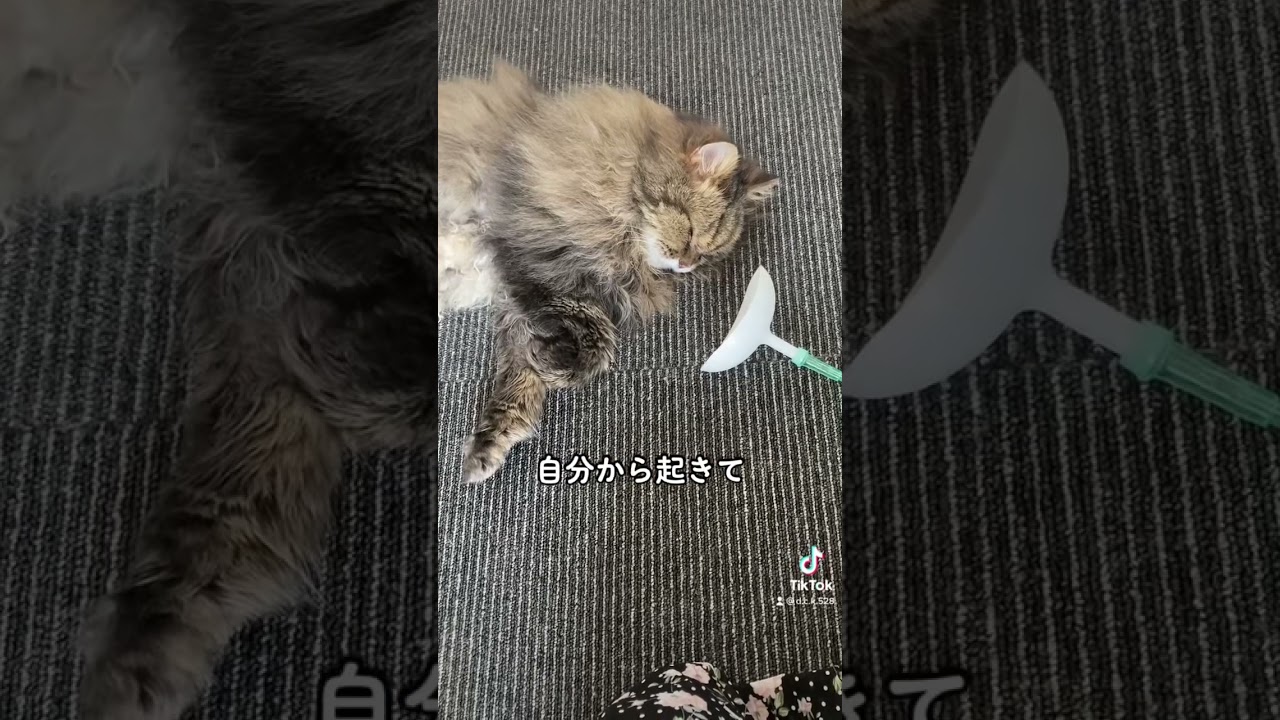 猫リンパ腫 酸素ボックスから出て床に #ねこ #スコティッシュフォールド #猫