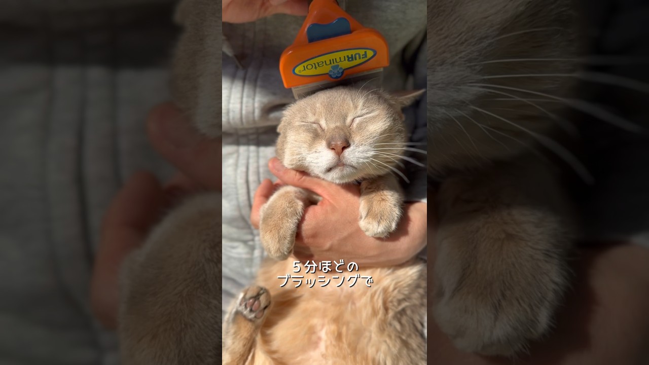 換毛期の猫をブラッシングしてみた結果