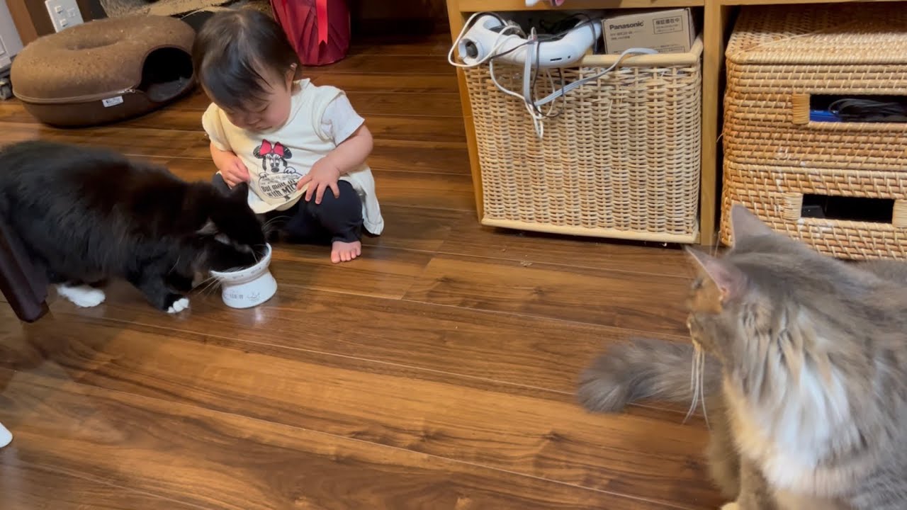 ３日ぶりに再開した赤ちゃんからさっそくいじられる猫　ラガマフィン　A cat being played with by a baby who resumed after 3 days