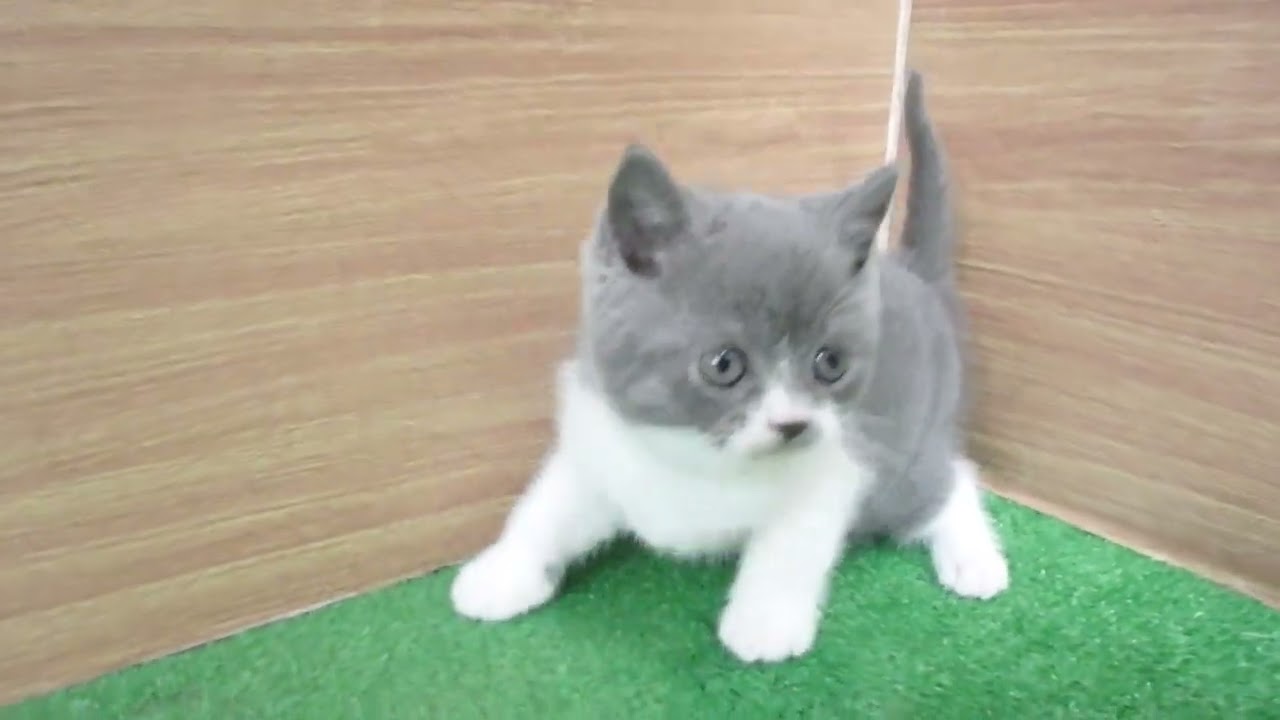 Coo&RIKU　No00605653 ブリティッシュショートヘアー