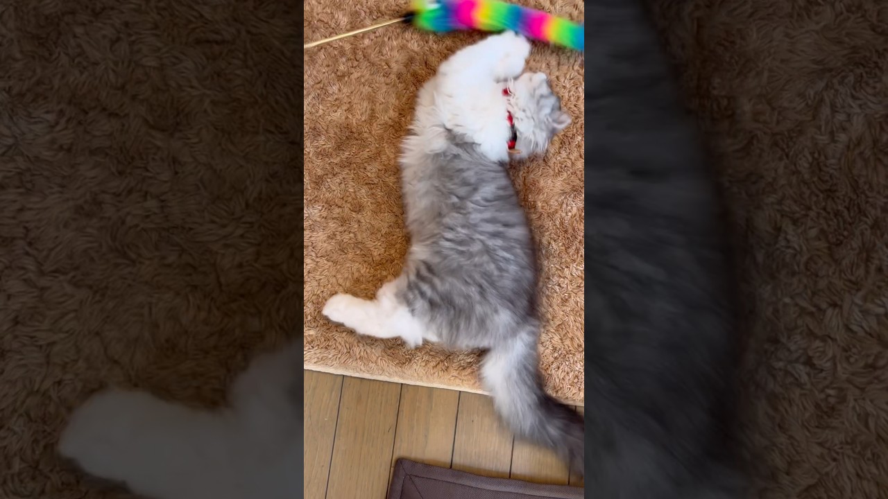 スコティッシュフォールド❗️おうじ❤️男の子❗️子猫❗ 苏格兰折耳猫❗️マオ❗️ billii #cute #kitten #petlover