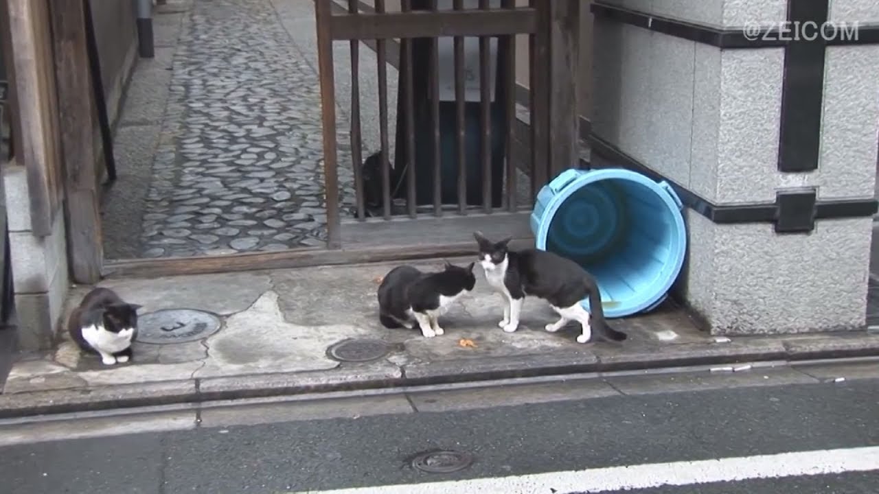 Japan Cat Trip, Kyoto-Day 2(1) / 日本猫旅,京都-2日目(1)
