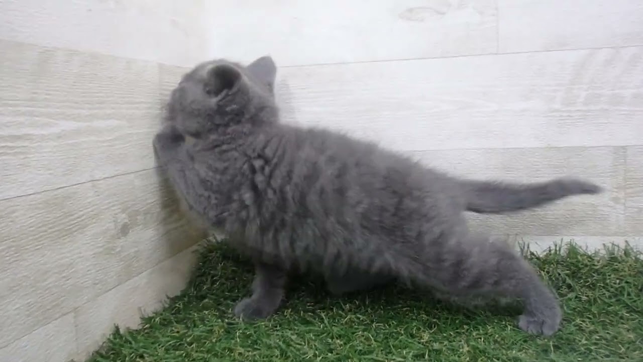 ペットショップcoo&riku No.00632338 ブリティッシュショートヘアー