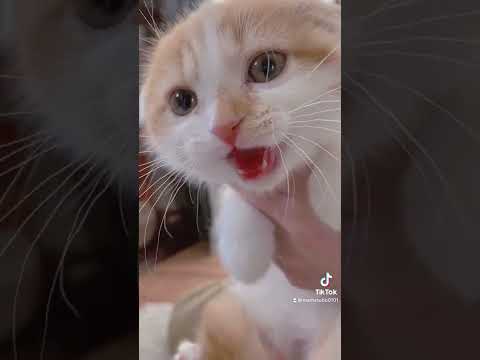 赤ちゃん子猫鳴き声、めっちゃ可愛い【スコティッシュフォールド折れ耳】#short