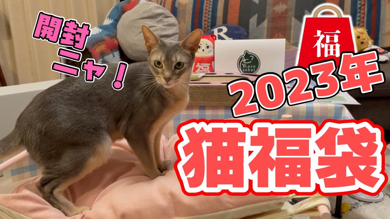 【猫福袋】2023年ネコセカイさんの福袋を開封する猫アビたん♡
