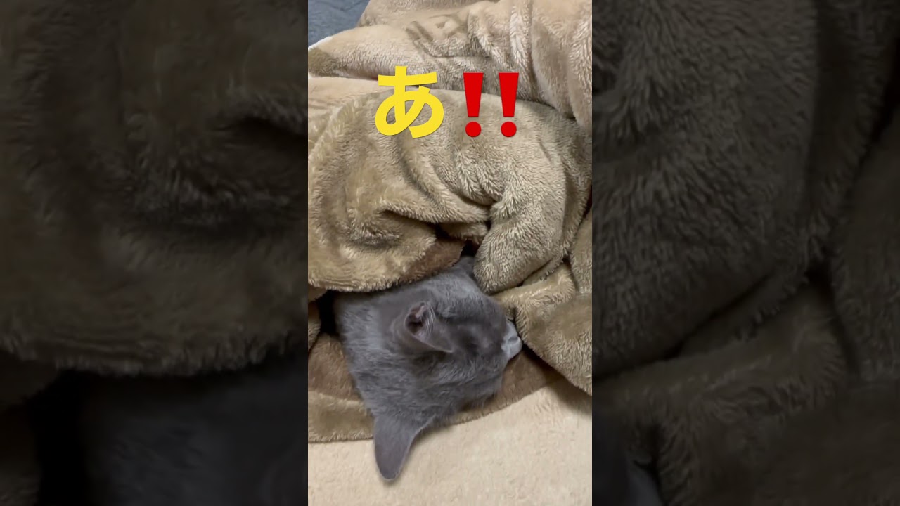 こんな可愛い寝方ある？！な猫（ロシアンブルー）#shorts