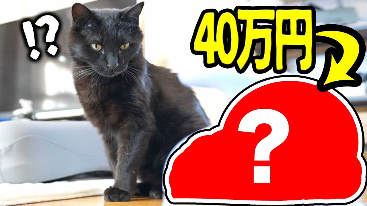 保護した猫ちゃんに、４０万円のマッサージ機をプレゼントしてみた！！
