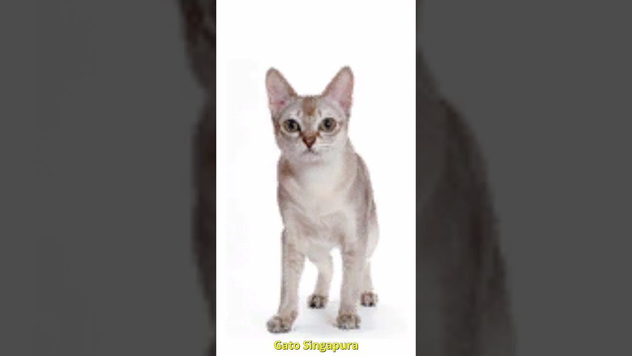 raças de gatos mais bonitos #shorts