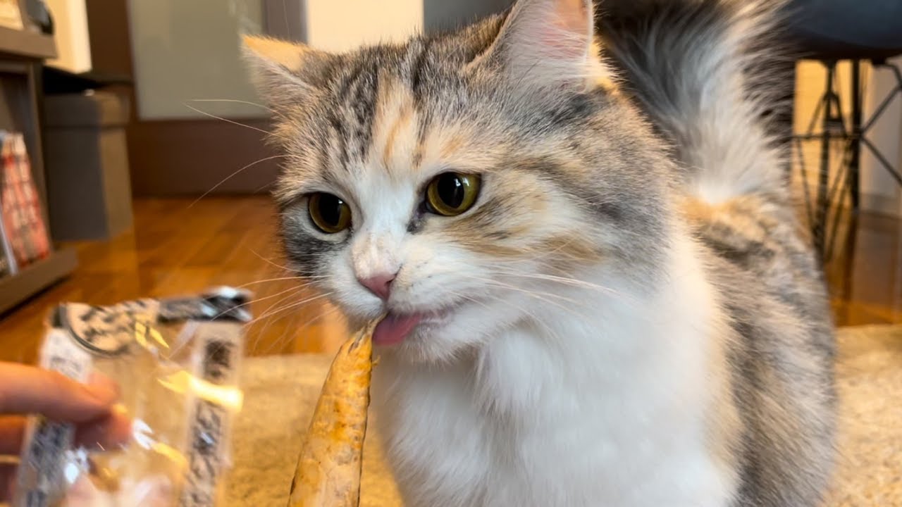 おやつの食べ方が豪快な猫が可愛い【スコティッシュフォールド】