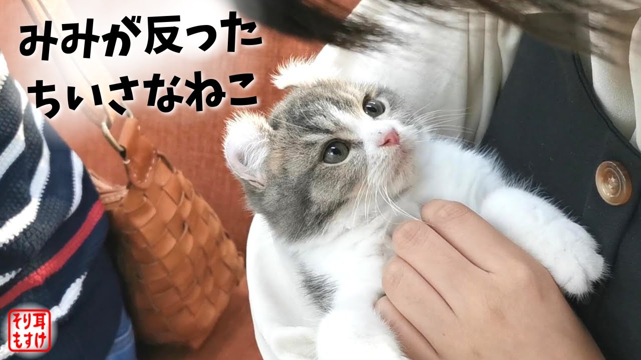 猫をお迎えする気なんて無かったのに、こんな目で見られたら・・