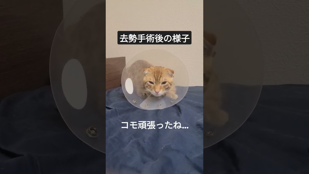 コモドンお疲れさま…本当に良く頑張ったね…【コモドンの観察日記】去勢手術後のコモドンの様子 #キンカロー #子猫