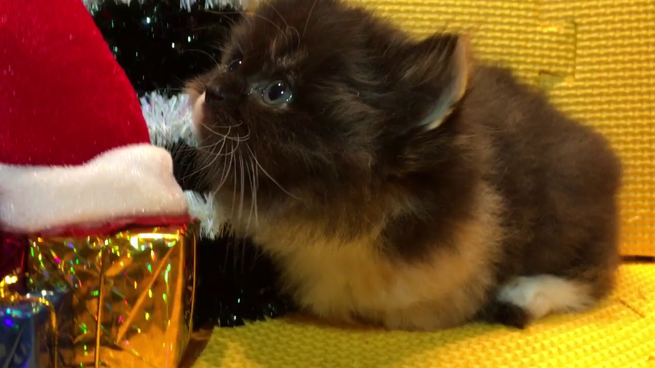 2017.11.16セルカークレックス