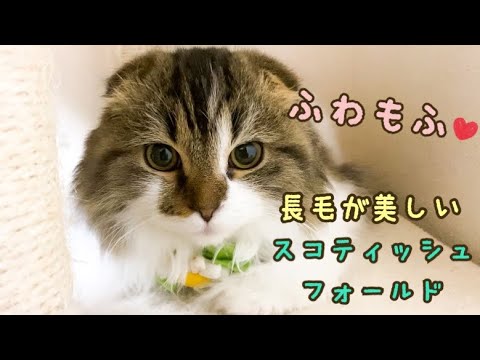 長毛が美しい！保護猫のスコティッシュフォールドがかわいい