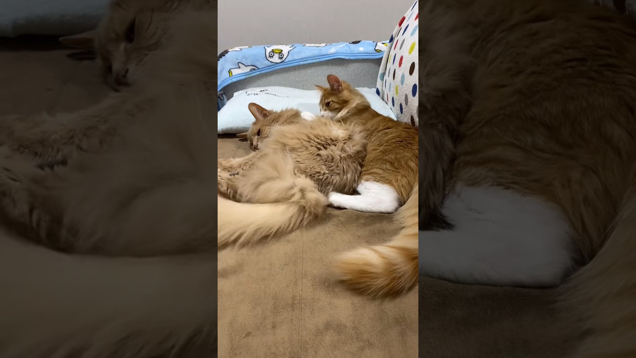 子猫に動じなくなったじいじ😹　#shorts  #ソマリ  #子猫