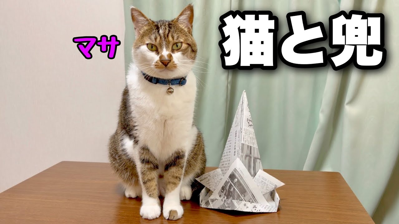 こどもの日なので、猫のマサに兜を作ってあげました！