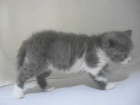 セルカークレックス　子猫　blue&white 男の子