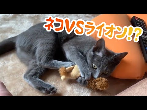 【猫】ライオンをぼこぼこにする猫〜A cat that makes a lion bumpy〜