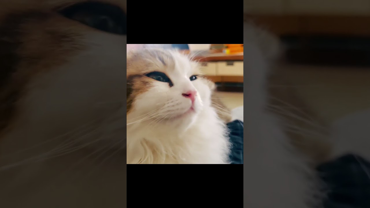 肩乗りハルくん甘えん坊にゃんこ #cat #猫 #スコティッシュフォールド #lifewithcats #scottishfold