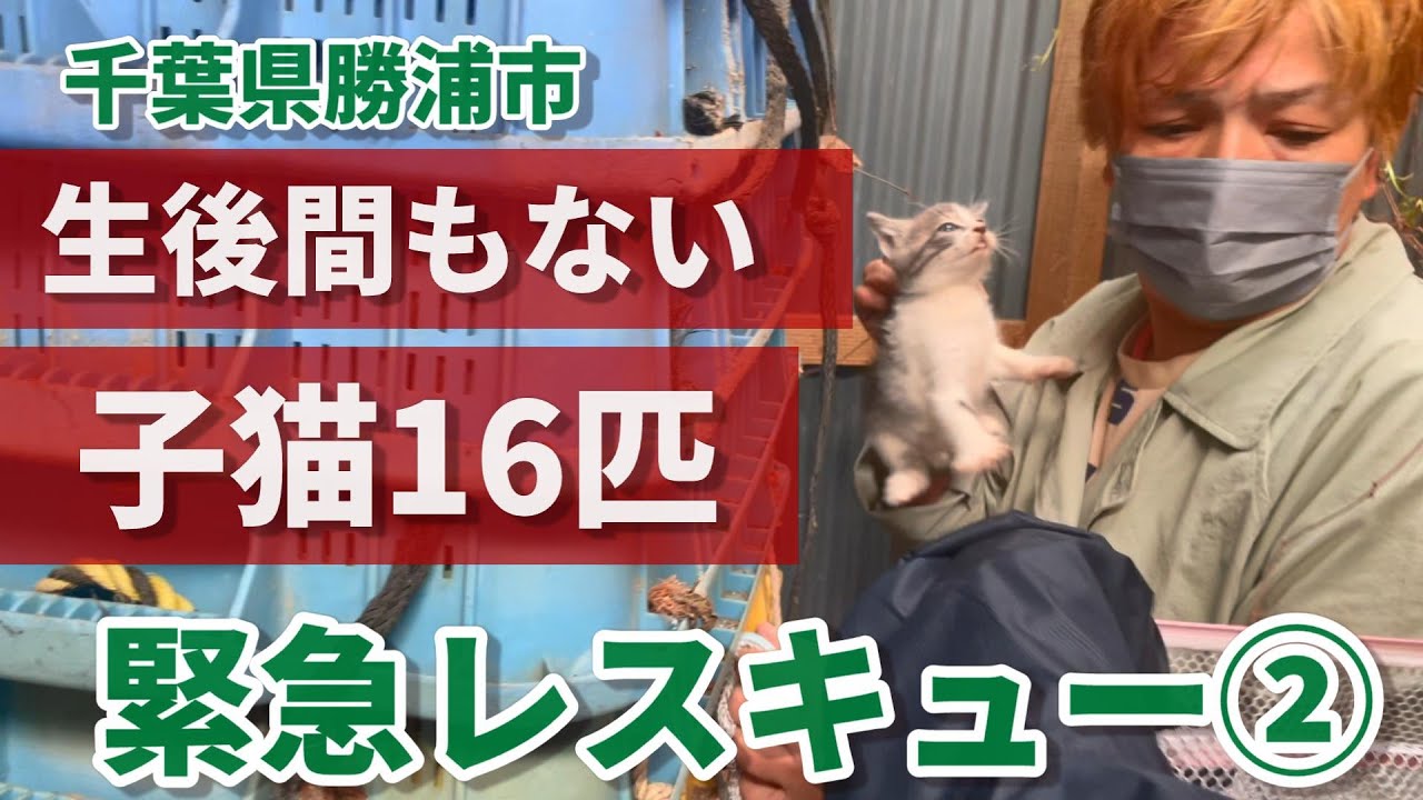 【間違った動物愛護観】勝浦で生後間もない子猫16匹を緊急レスキュー②：６８６