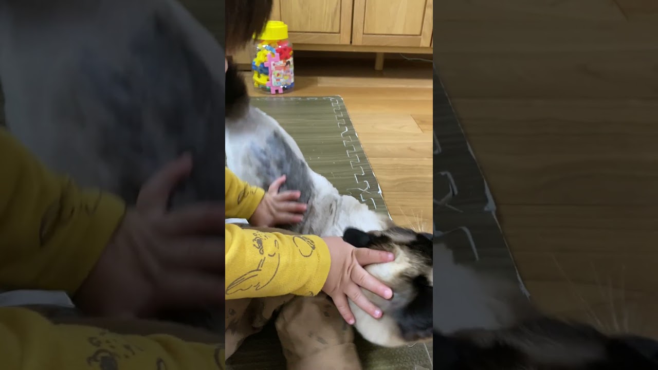 【2023.05.05】今日のシャム猫のふくさん（音無し）【たぬき猫】 #shorts 激しくすり寄るふくさん2