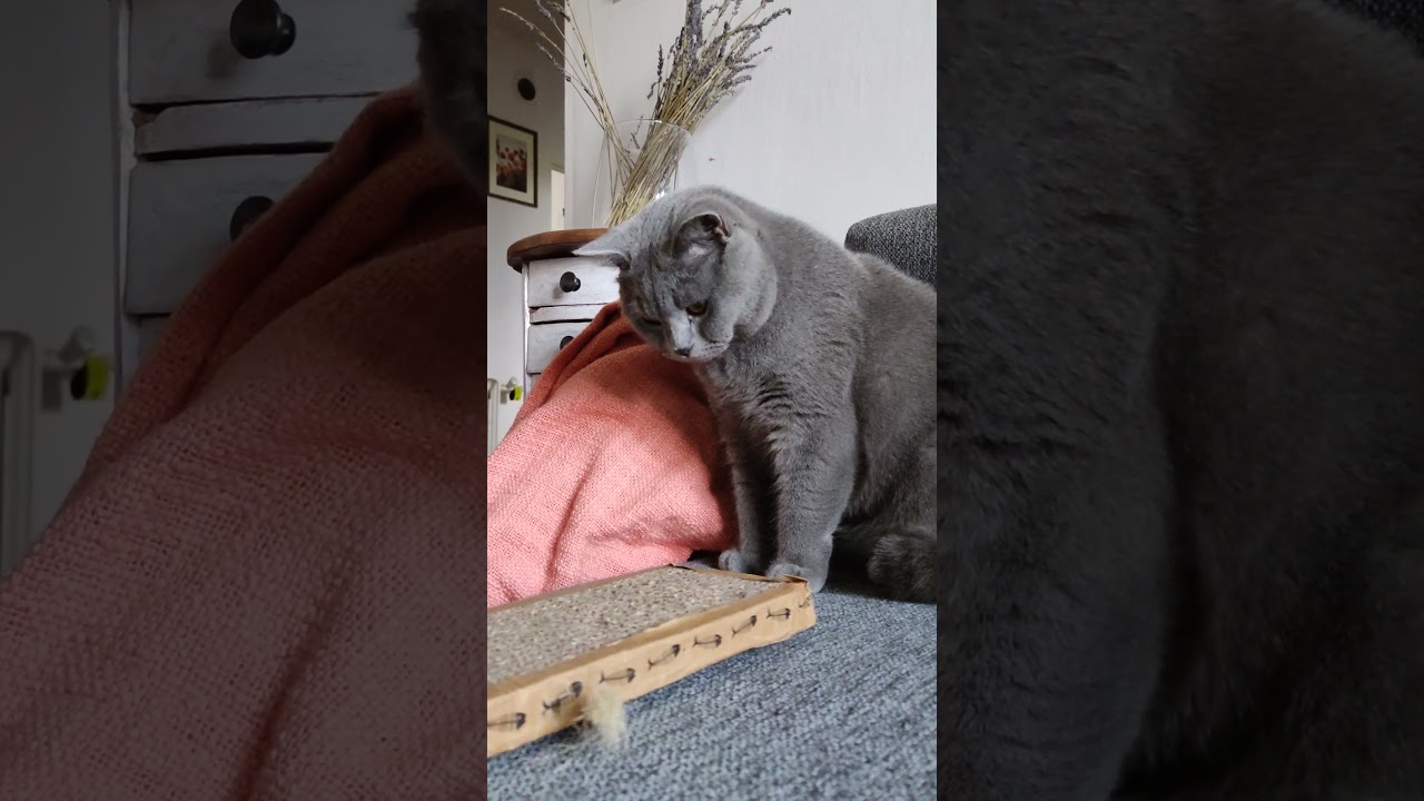 gift for him! but he prefers to scratch a couch