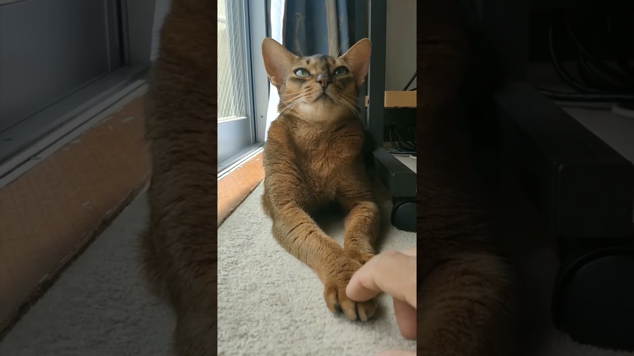 ネコ動画あび#586　#shorts　あびの毎日　アビシニアン　あび