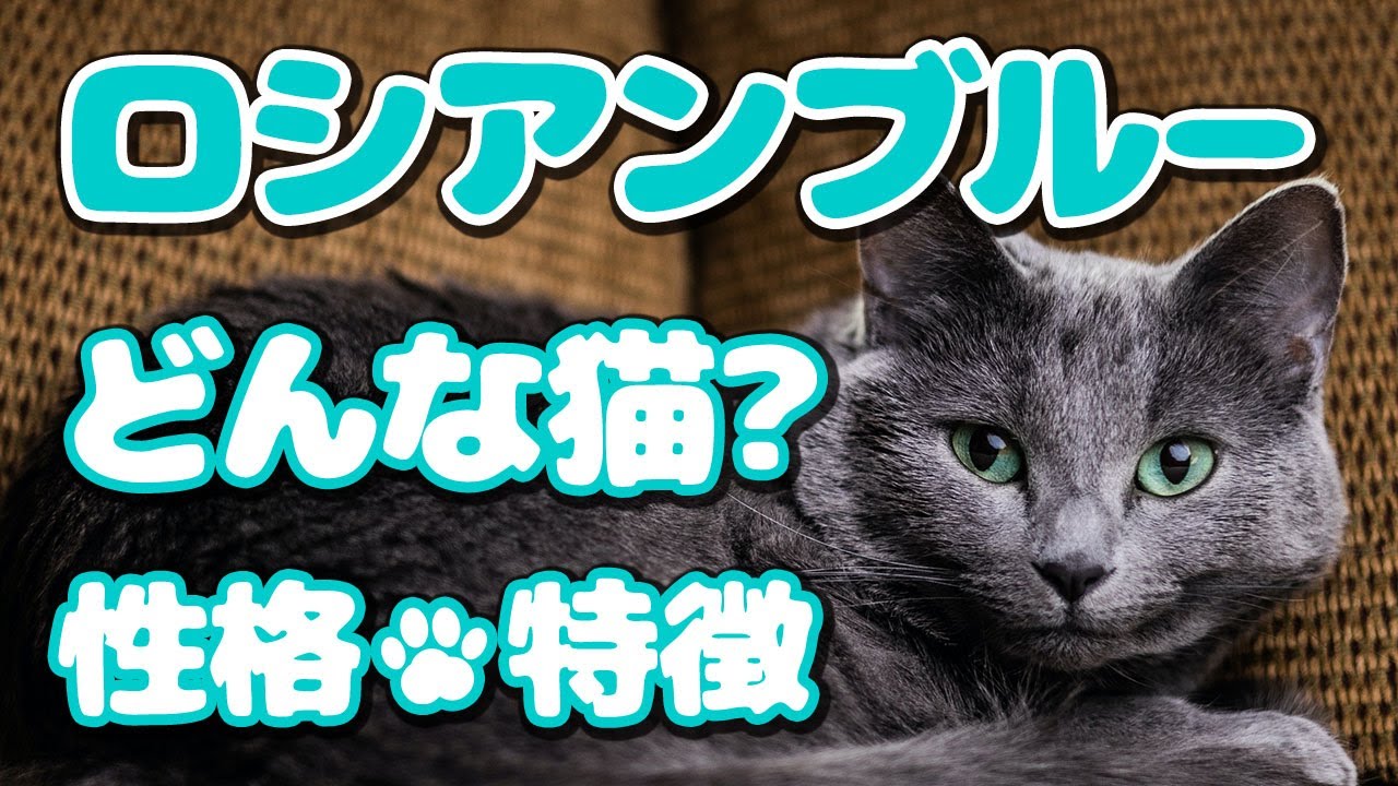 ロシアンブルーってどんな猫？😻かわいいロシアンブルーの特徴や性格をまとめたよ🐱Personality and points of the Russian Blue Cat