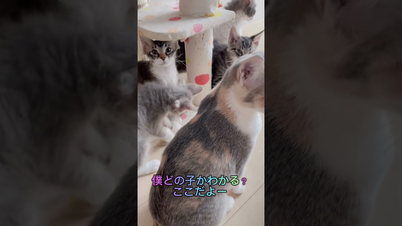 ほんとは甘えん坊なラパーマ子猫ちゃん♥️ 【お問合せ詳細は説明欄に記載あります】 #ブリーダー直販 #ラパーマ #猫 #猫のいる暮らし #子猫 #マンチカン #ミヌエット #スクーカム