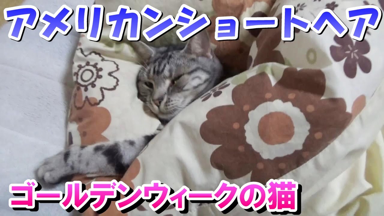 ゴールデンウィークらしい猫（アメリカンショートヘア）３歳の猫巻きの様子