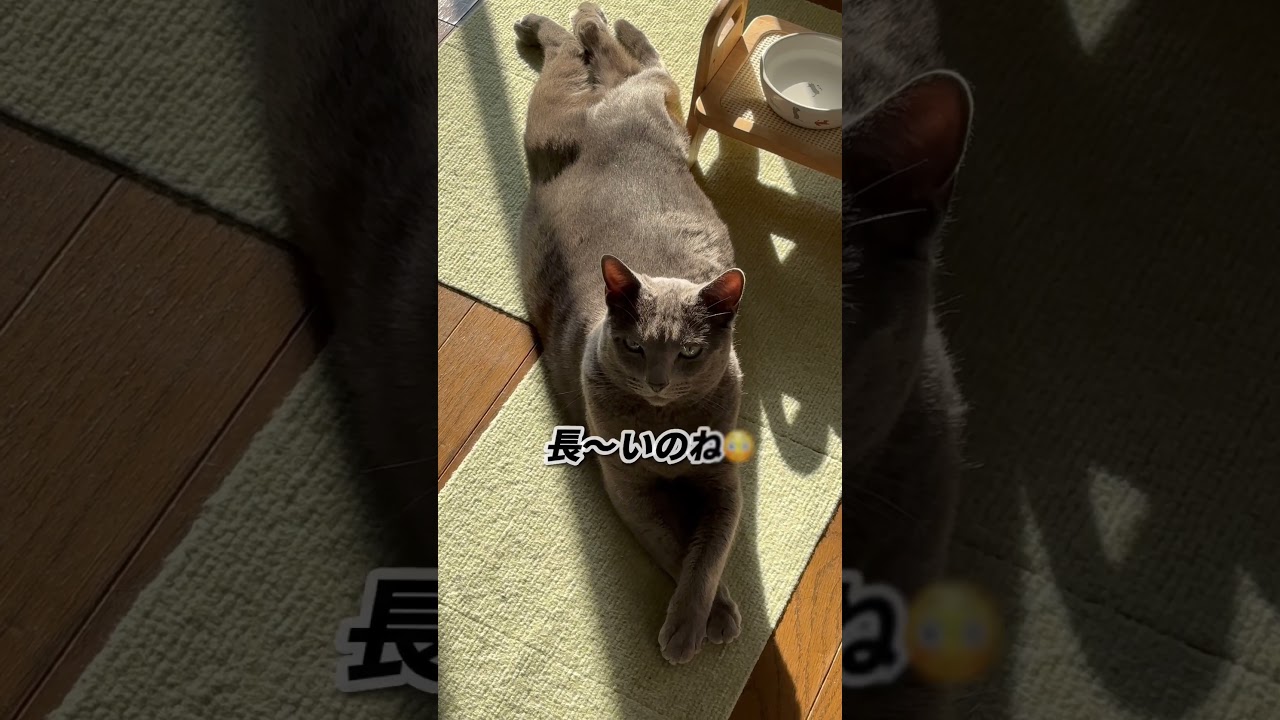 【ロシアンブルー】めろん、いろんなゴロンで日向ぼっこ😊【猫】#shorts