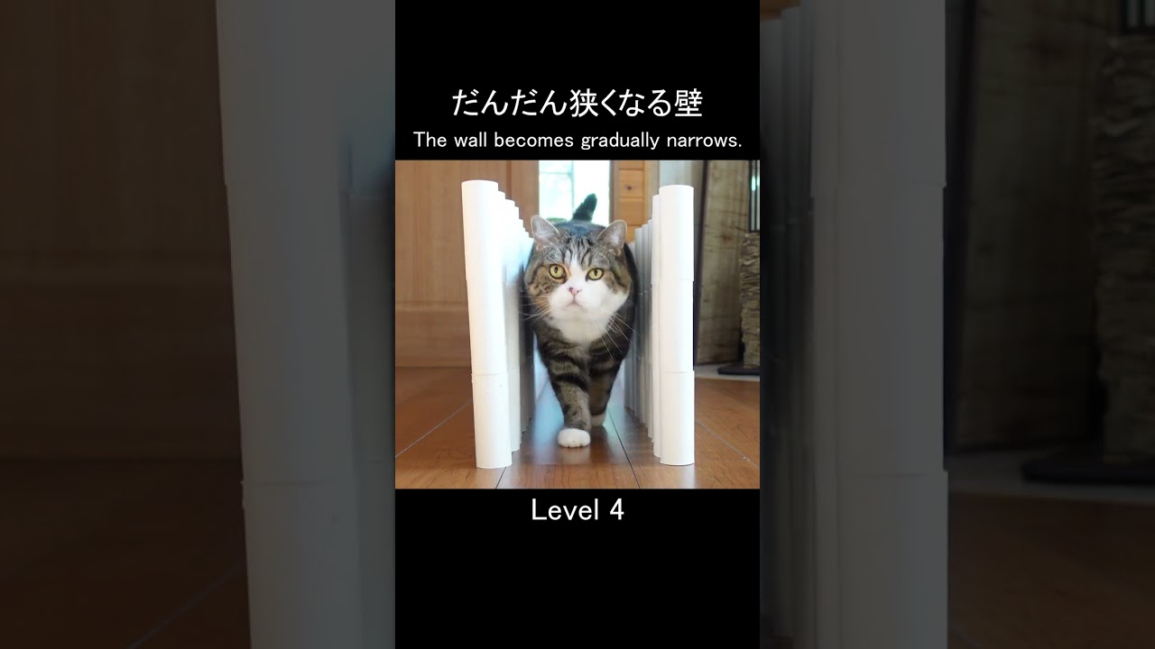 だんだん狭くなる壁ロードとねこ。 #Shorts