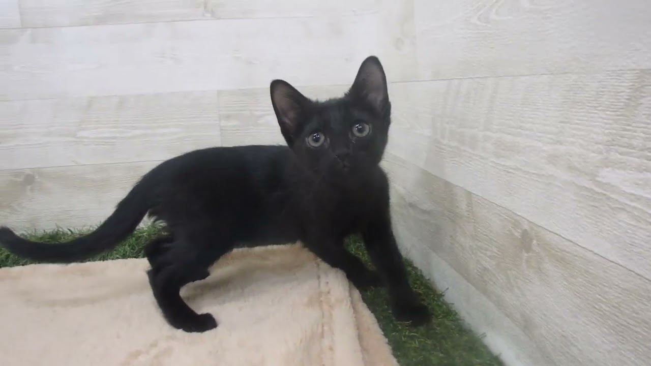 Coo&RIKU　No00569036 ボンベイ