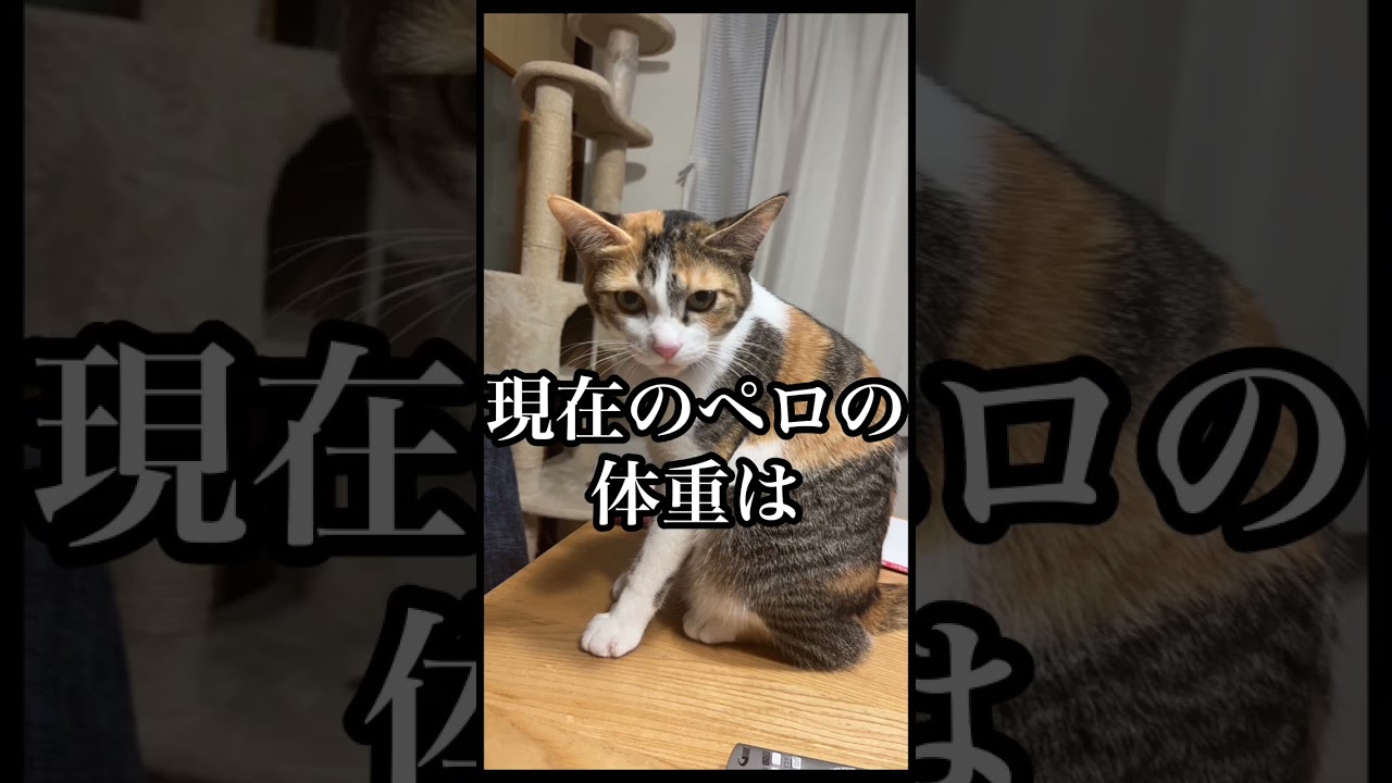 【報告】昨年5月に保護した子猫、ペロの体重について #cat #保護猫 #子猫