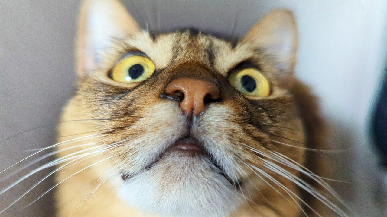 【464日目】ヌンッ #ソマリ #cat