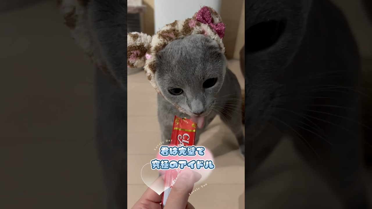 我が家のアイドル　#Shorts #ロシアンブルー　#ねこ　#ねこ動画　#cat #猫　#Russianblue