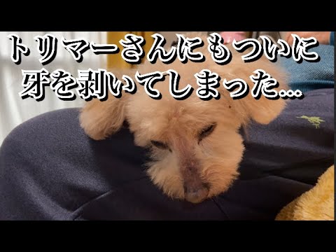 お世話になってるトリマーさんにまでついに…【激怒症候群トイプードル】