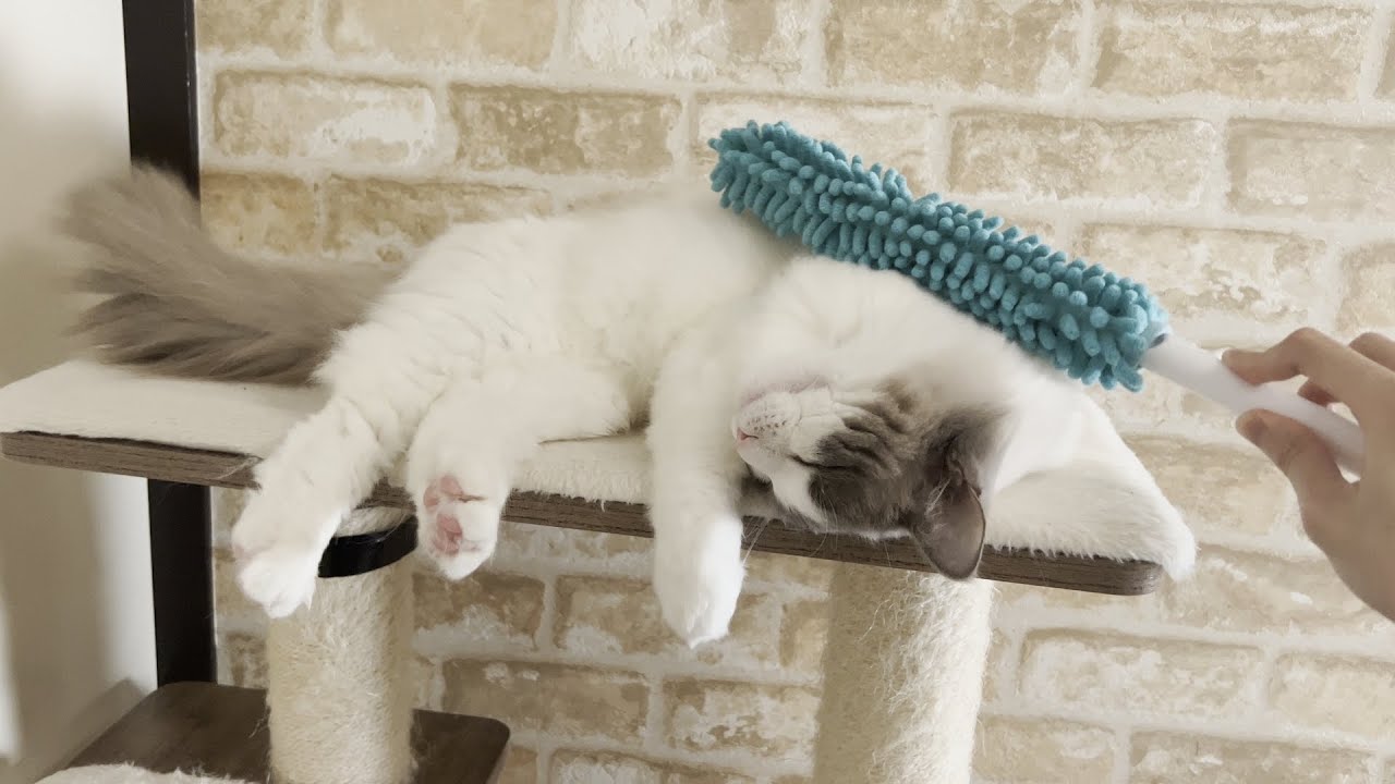 ラグドール猫をひたすらモップで撫で続けたら気持ちよすぎてこうなっちゃいました…