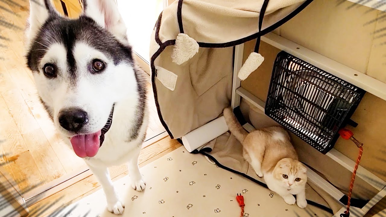 こたつを片付けないで欲しい子猫と犬がこちら...